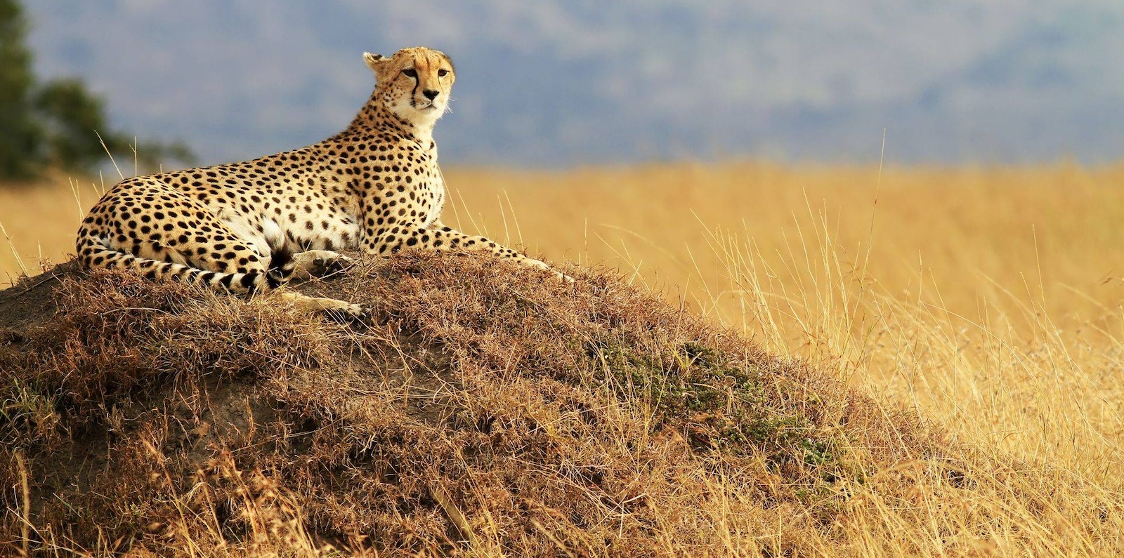 10-day Classic Kenya and Tanzania Safari