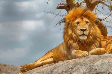 6-day Tanzania Luxury Safari Lion