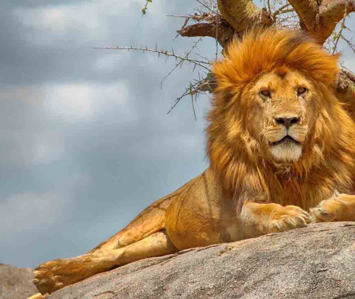 6-day Tanzania Luxury Safari Lion