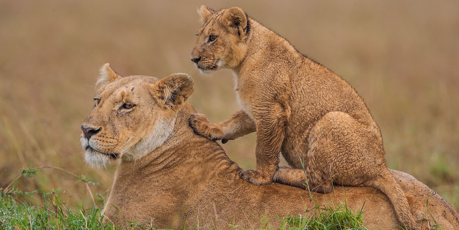 10-Day Tanzania and Kenya Luxury Fly-in Safari