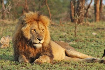 lion-safari-kenya-tanzania