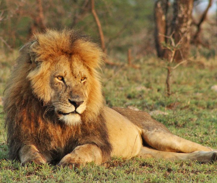 lion-safari-kenya-tanzania
