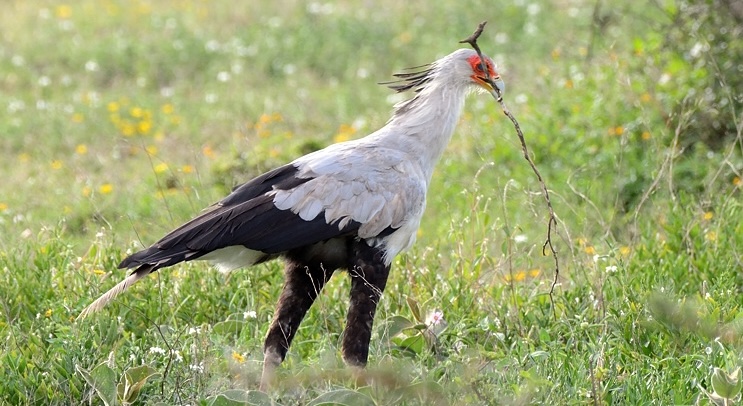 Birds of Ngorongoro Secretary Bird