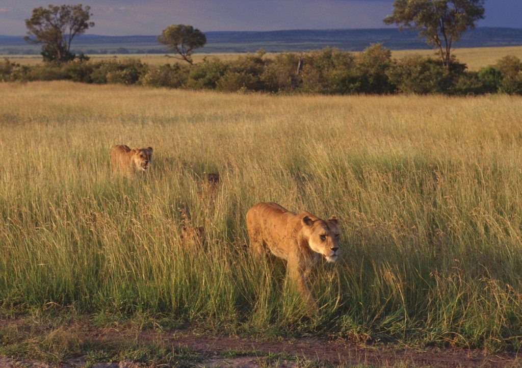 Ngorongoro Wildlife Lions