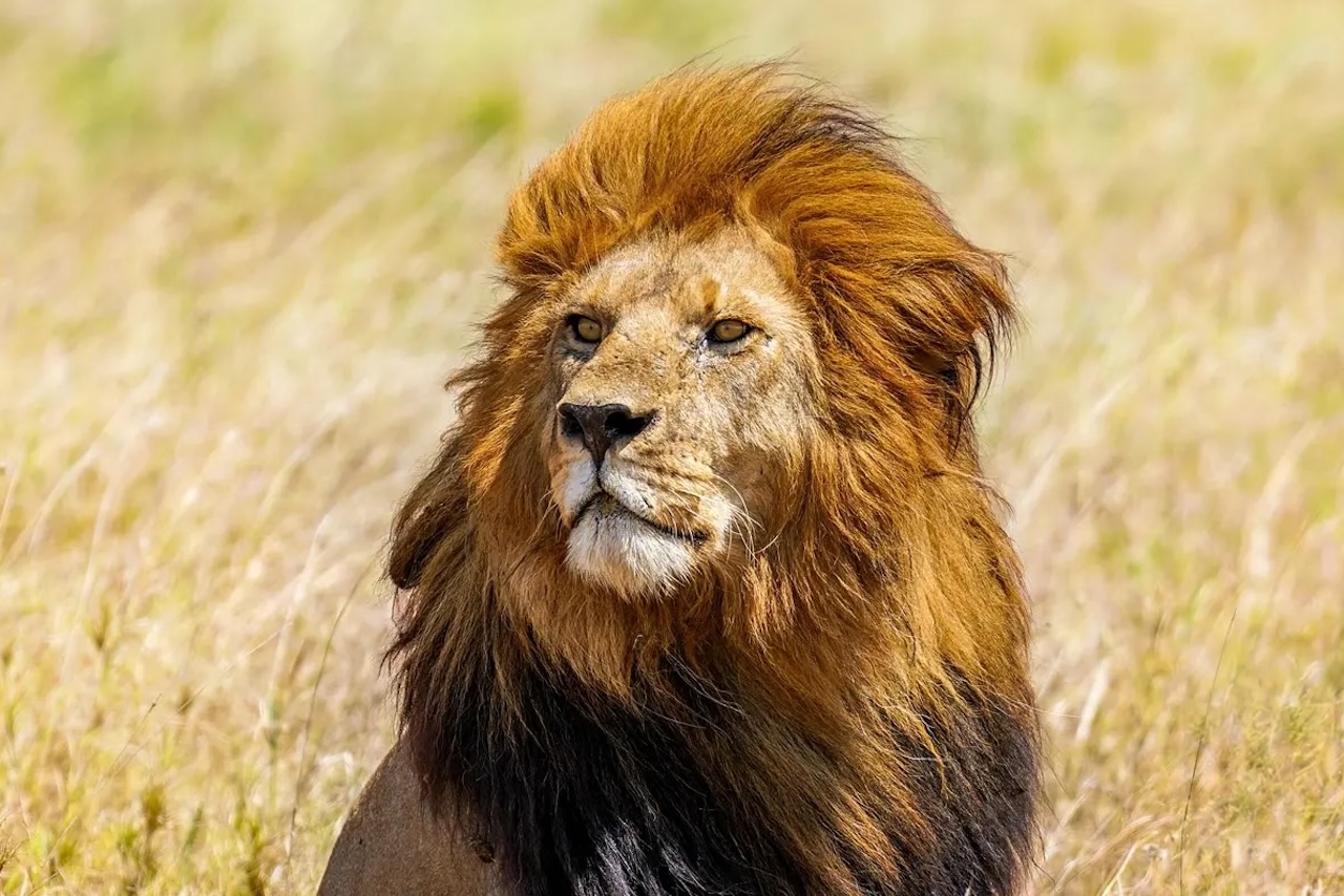 Best Parks for safari in Kenya and Tanzania