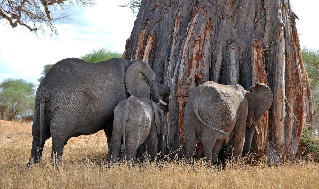 Tarangire National Park Elephants Huge Baobab