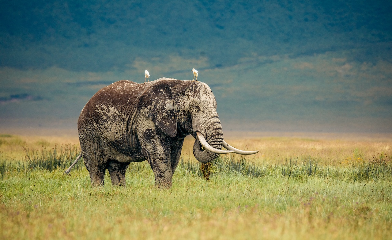 5-Day Tanzania Safari