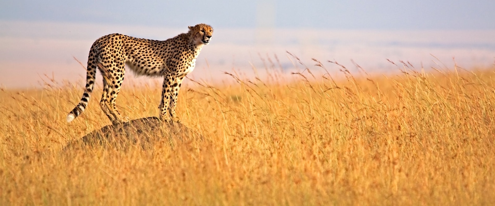 Kenya and Tanzania Safari Tours