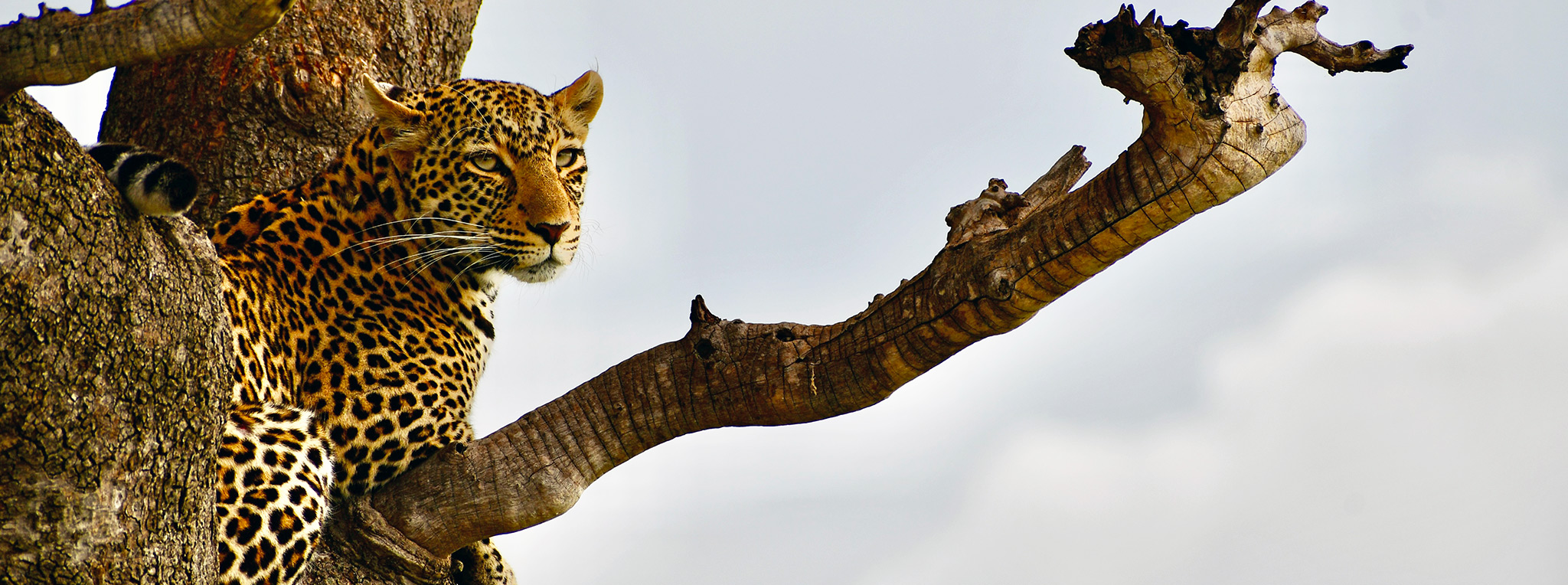 Safari in Kenya and Tanzania