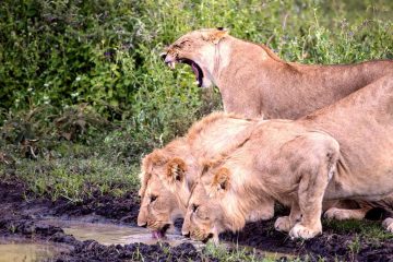 10-Day Safari Tanzania Off the beaten path