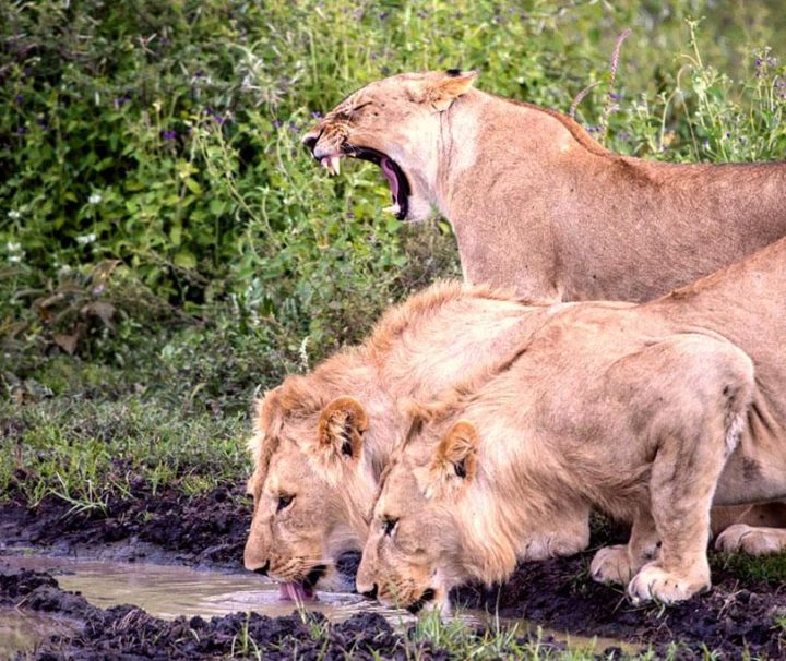 10-Day Safari Tanzania Off the beaten path
