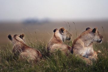 6-day safari Kenya