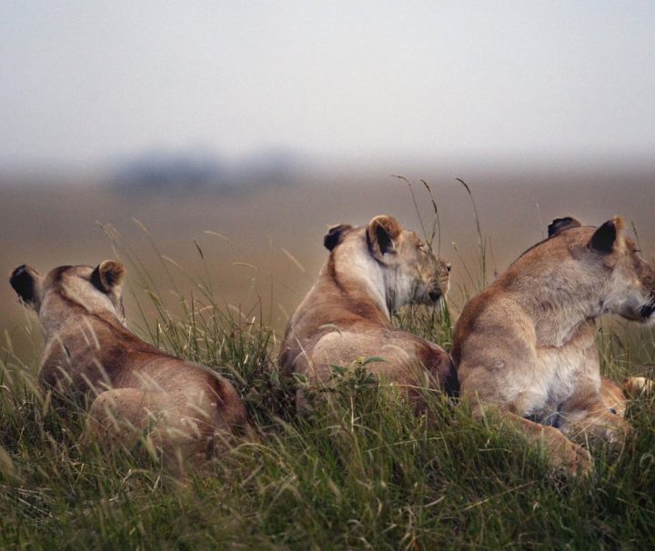 6-day safari Kenya