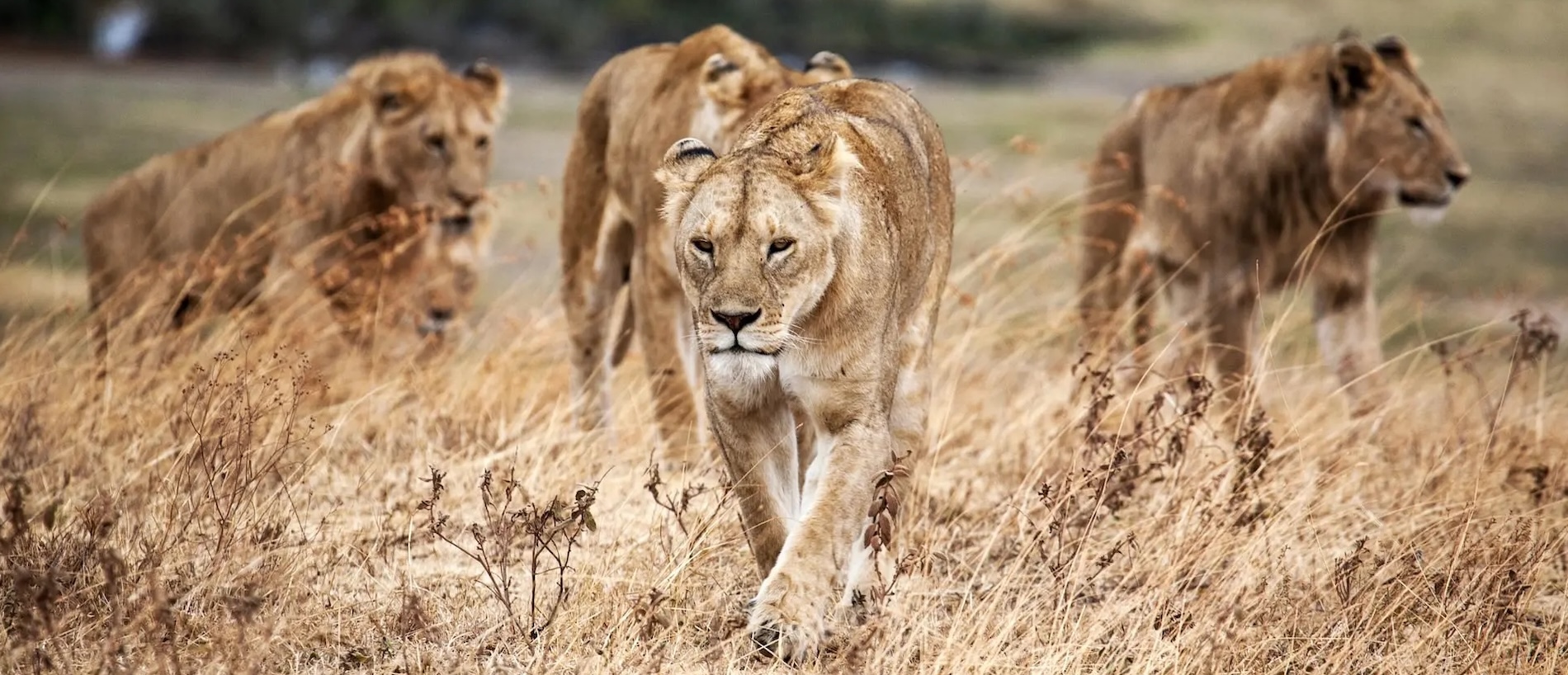 Safari in Kenya and Tanzania